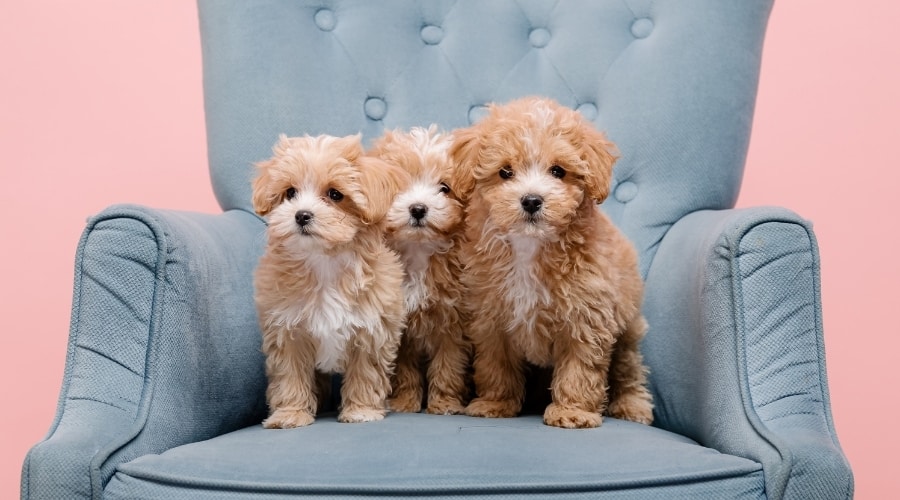 Three Brown Puppies on a Blue Chair