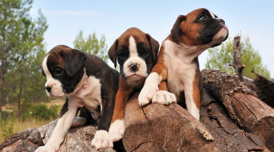 Three Brown and White Puppies