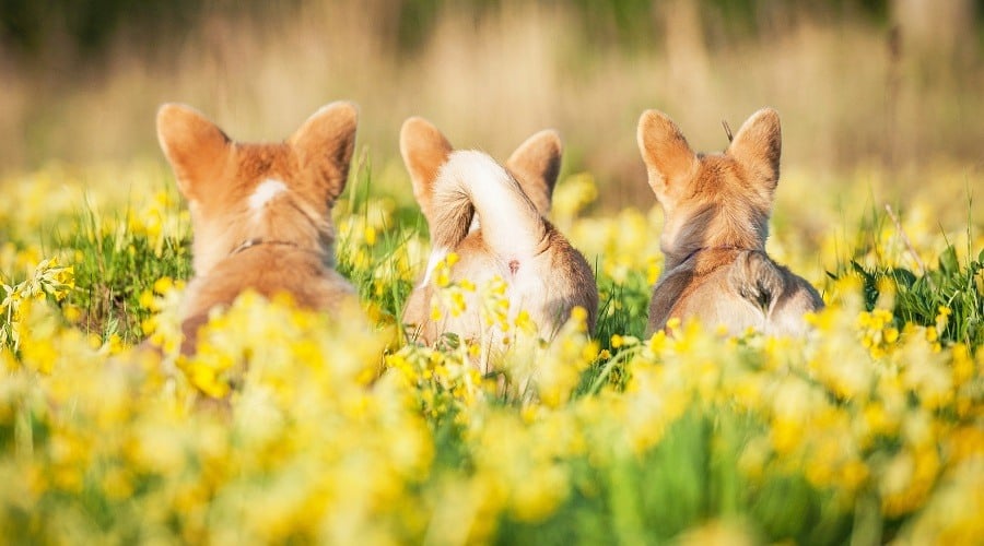 Three Corgi Butts