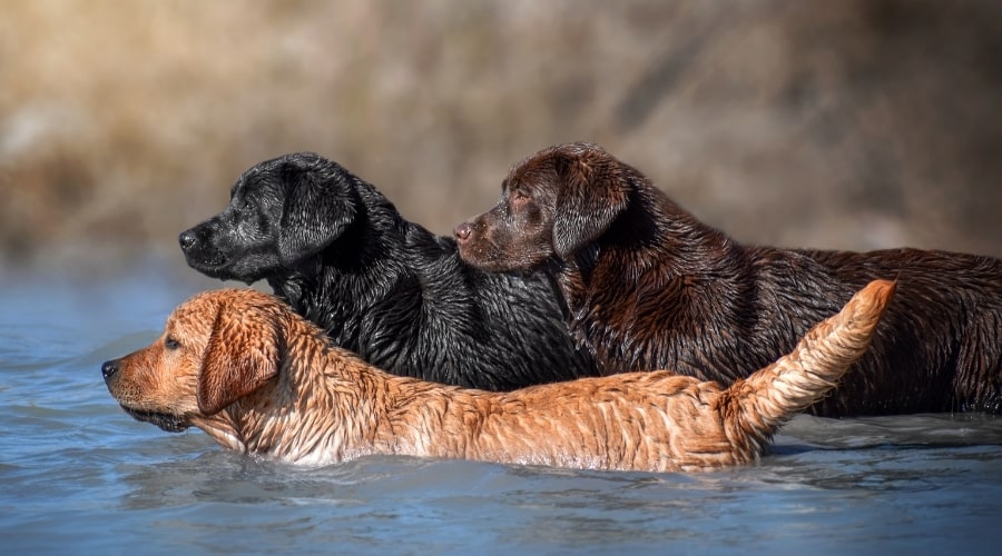 Three Different Colored Dogs in the Water