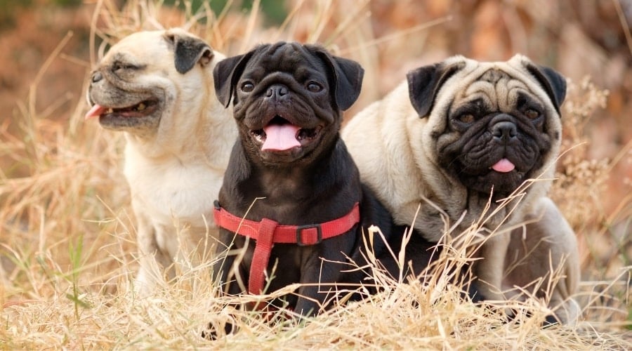Three Different Colored Dogs