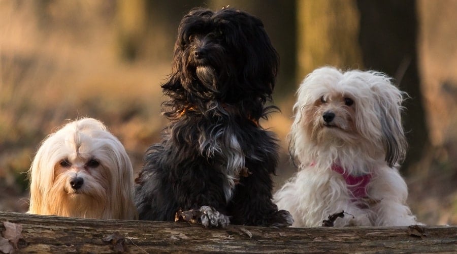 Three Dogs Outdoors
