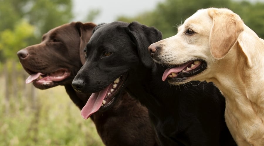 Three Dogs Outside
