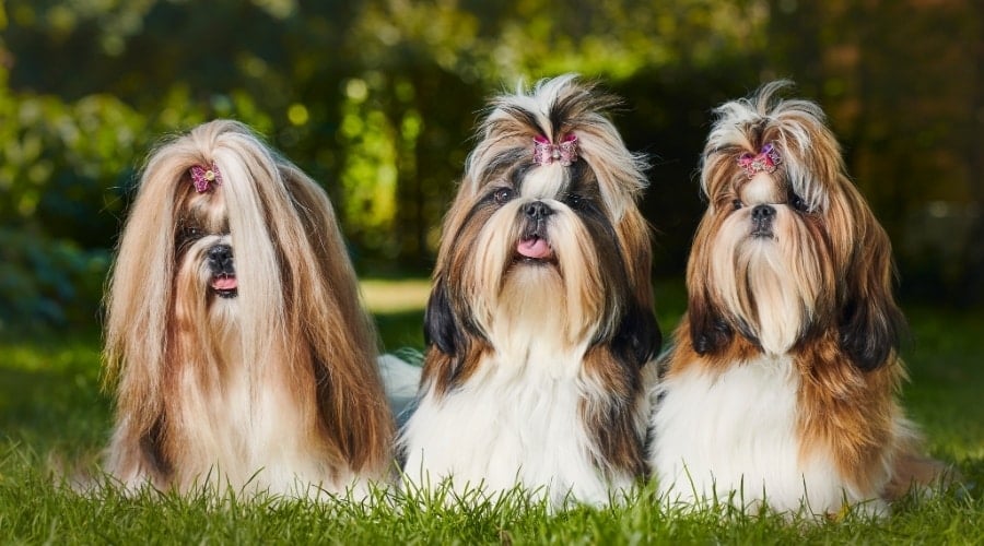 Three Dogs With Clips in Their Hair