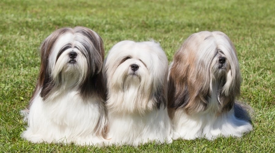 Three Dogs With Long Hair
