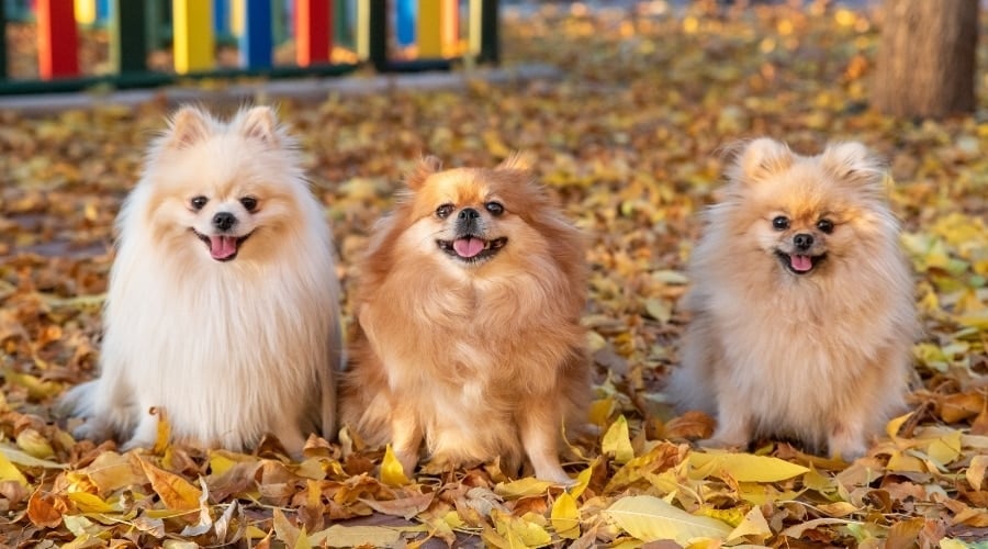 Three Fluffy Pomeranian Dogs Outdoors