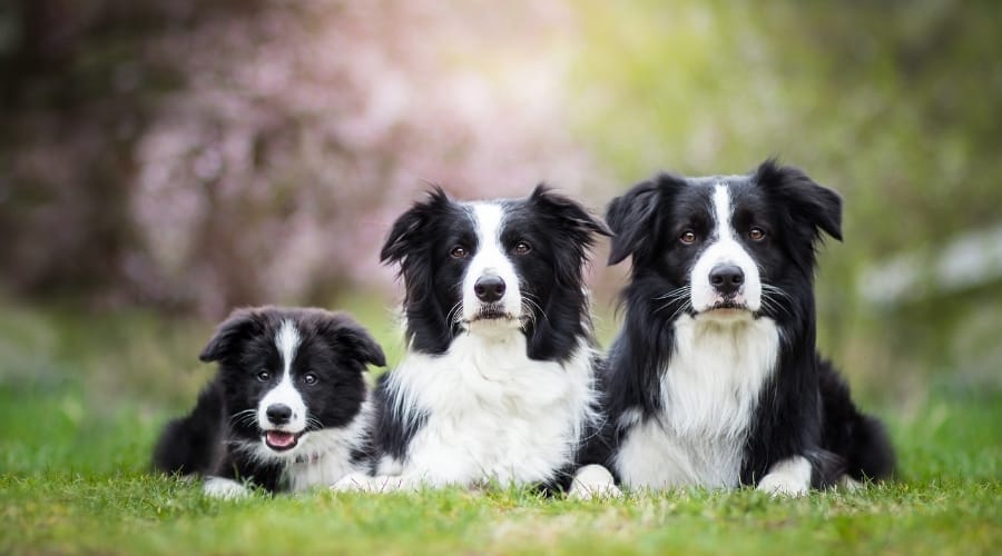 Three Herding Dogs