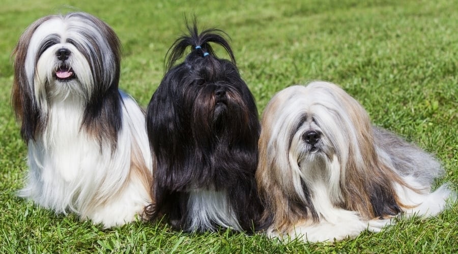 Three Long-Haired Dogs in Grass