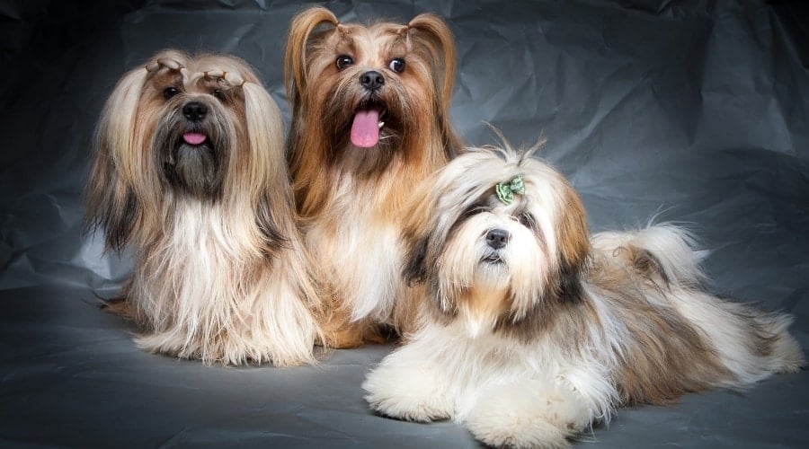 Three Long-Haired Dogs