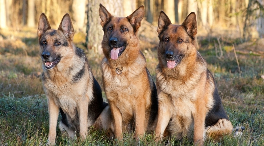 Three Panting Dogs Sitting Outdoors