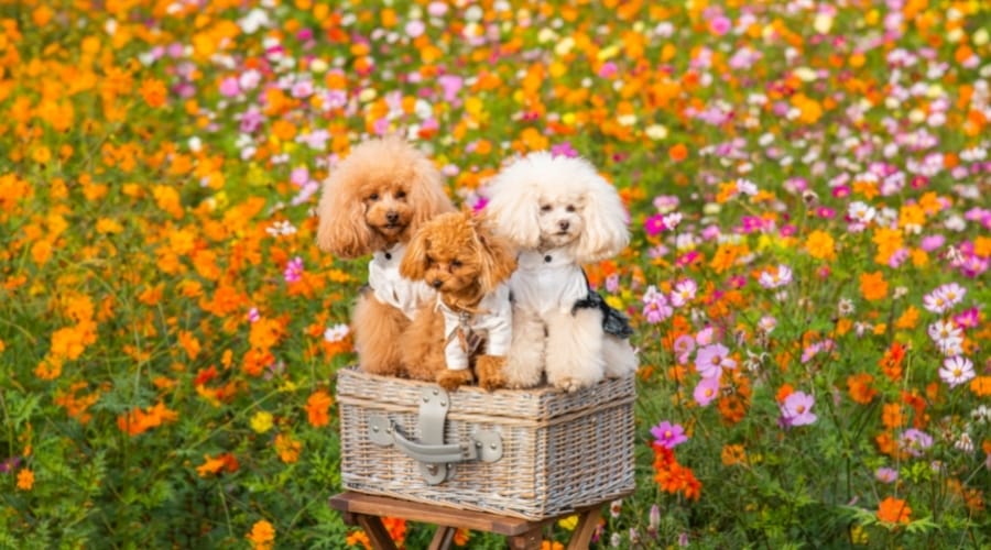 Three Poodles in a Field of Orange and Pink Flowers