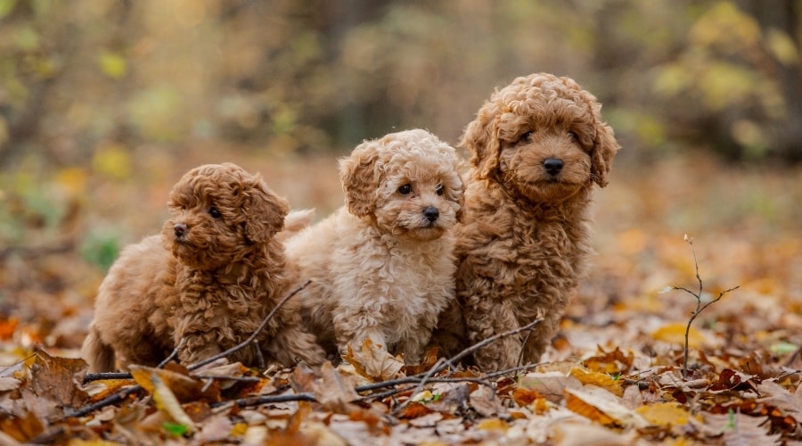 Three Poodle puppies outdoors.