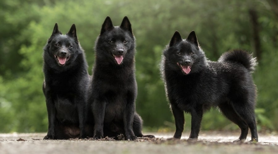Three Schipperke Dogs