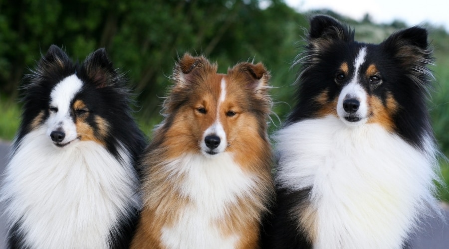 Three Shelties mixed colors sitting.