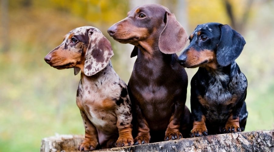 Three Short Dogs With Different Coat Colors