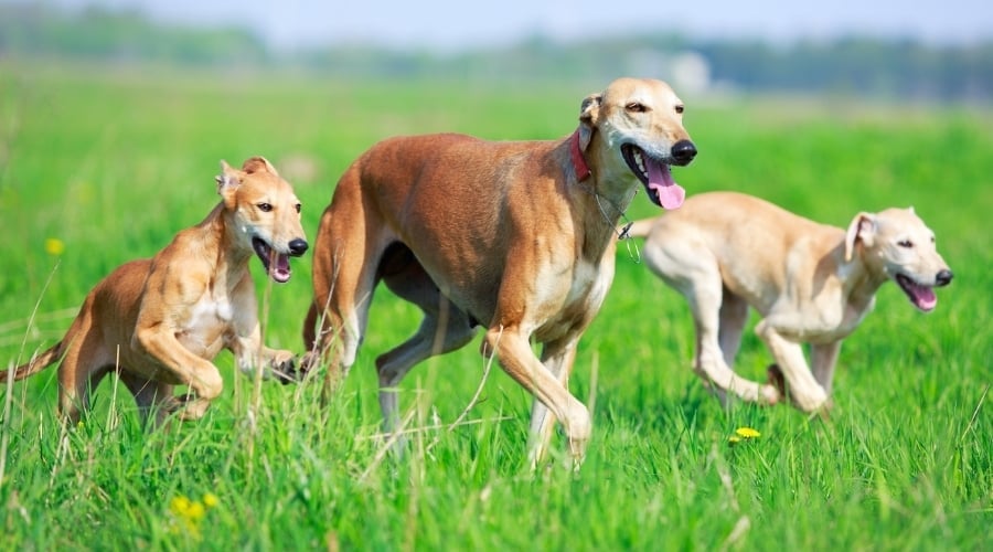Three Slender Tan Dogs Running in Grass