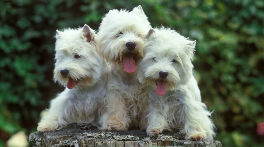 Three Small White Dogs Sitting on a Stump