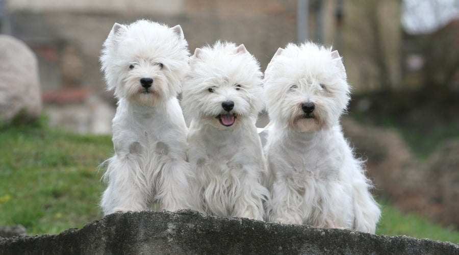 Three Small White Puppy Dogs