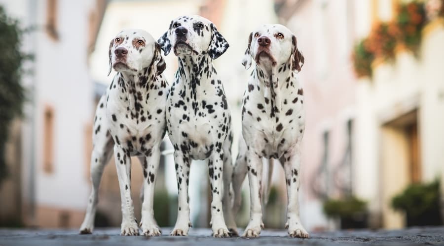 Three Spotted Dogs Standing on a Sidewalk