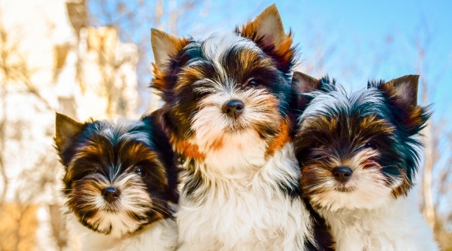 Three Tiny Dogs Looking at Camera