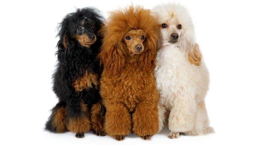 Three Toy Poodle dogs of different colors sitting on a white background