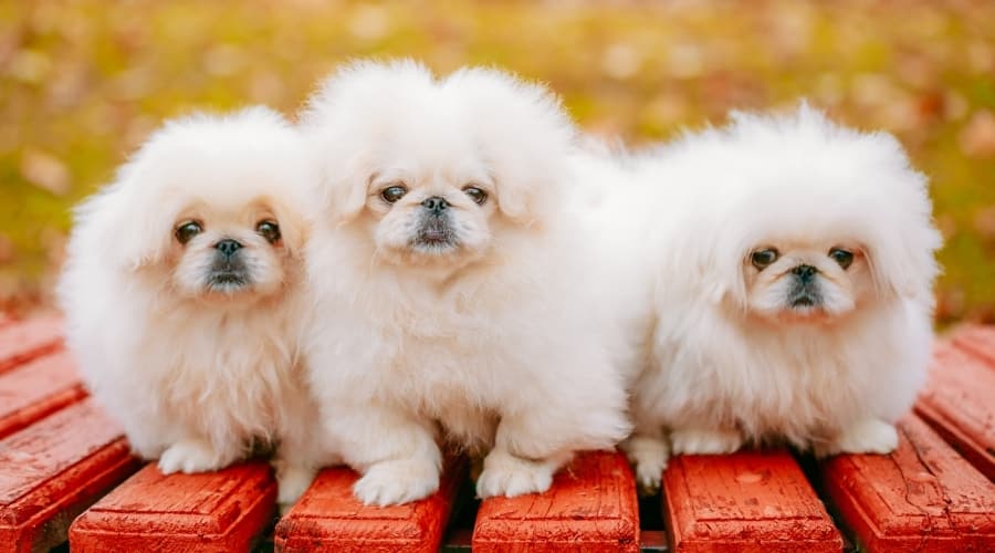 Three Very Fluffy White Dogs on a Red Bench