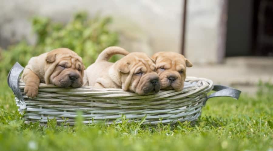 Three Wrinkly Puppies in a Basket
