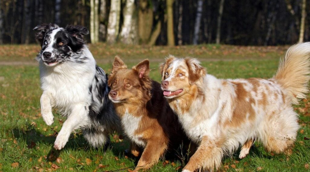 Australian Shepherd Price How Much Do Australian Shepherds Cost