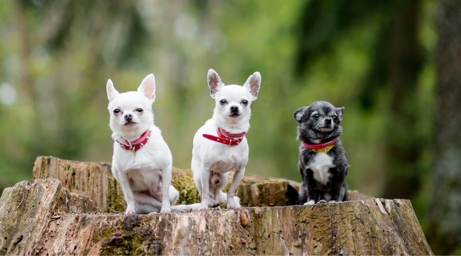 Three different colored dogs on tree