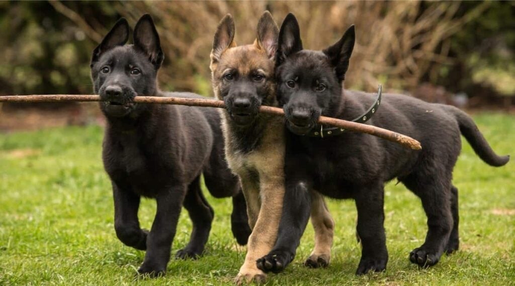 Three working line German shepherd puppies brings one stick