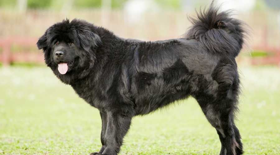 Tibetan Mastiff Curly Tail