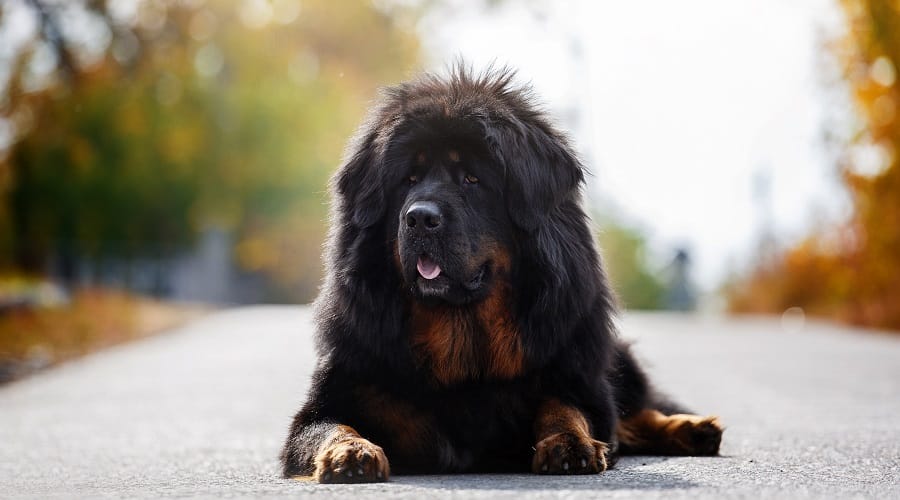 Tibetan Mastiff History