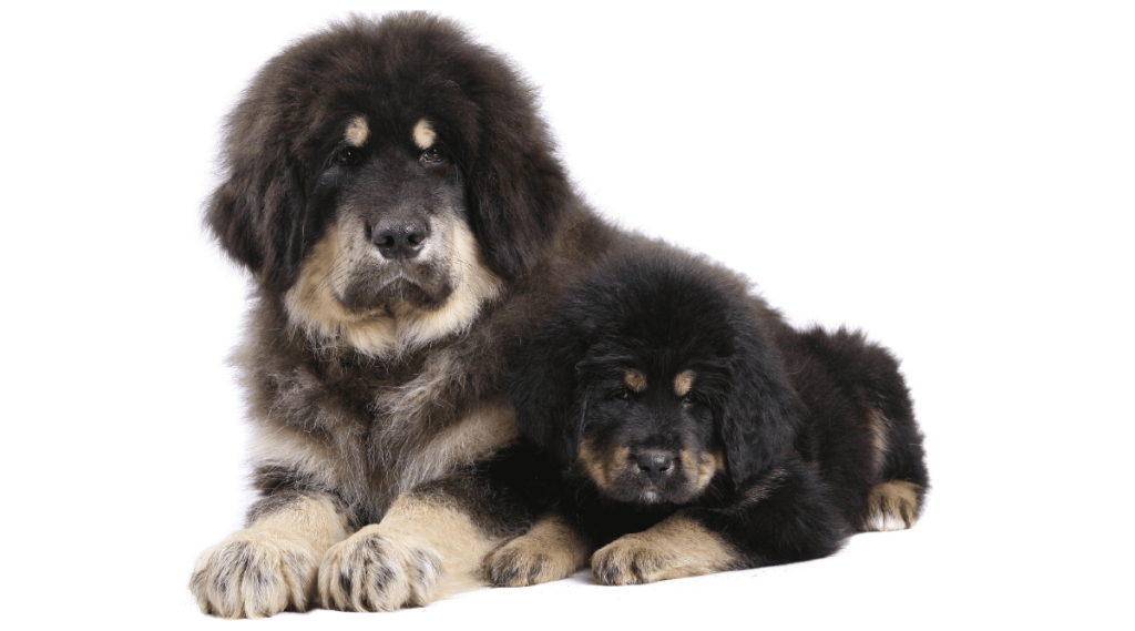 Tibetan Mastiff dog and puppy on a white background