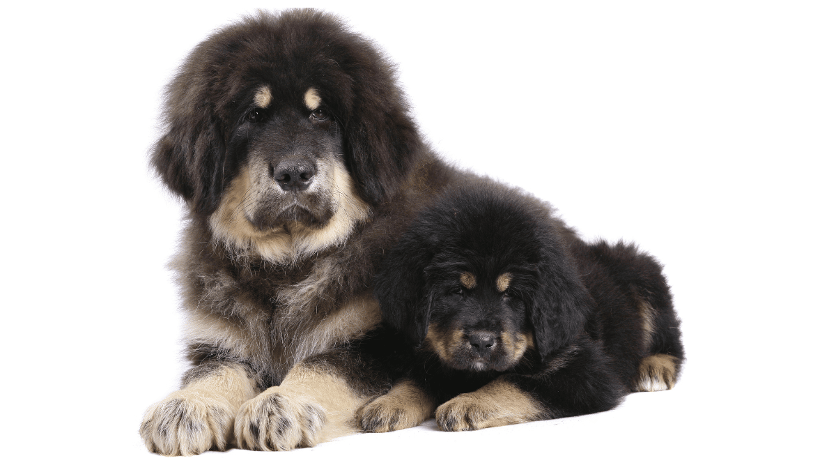 Tibetan Mastiff and puppy.