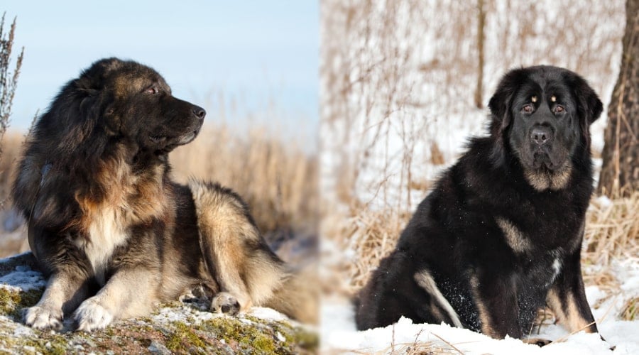 Russian Bear Dog vs Caucasian Shepherd Dog Traning Needs
