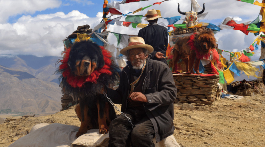 Man sitting outside in Himalayas with Tibetan Mastiff in a village
