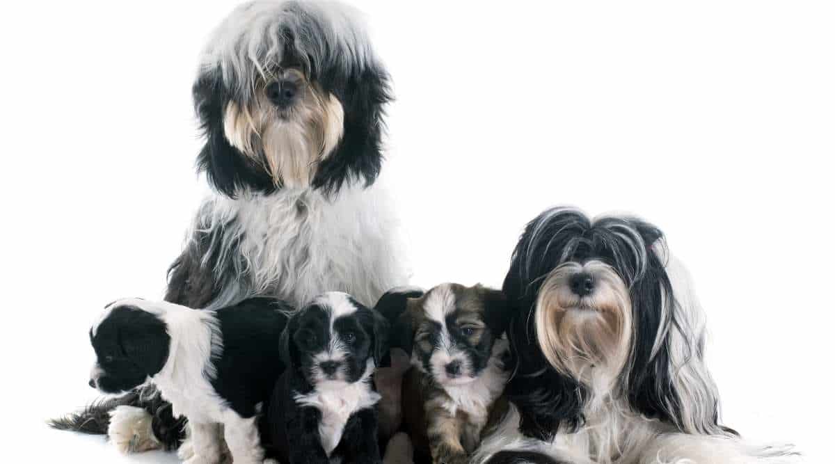family tibetan terrier in front of white background