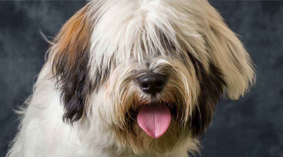 Tibetan Terrier Pictured Against Grey Background