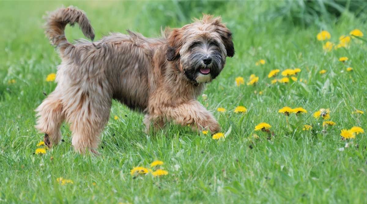 Young Tibetan terrier puppy standing in a meadow