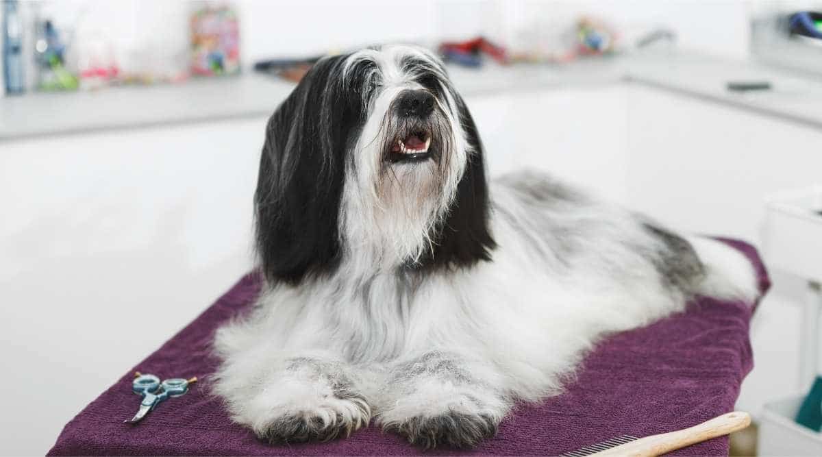 Portrait of beautiful Tibetan terrier dog with long groomed hair, lying on the grooming table