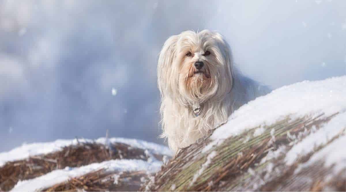 Tibetan Terrier Dog Standing on Top of Snow hill, Cloud Background