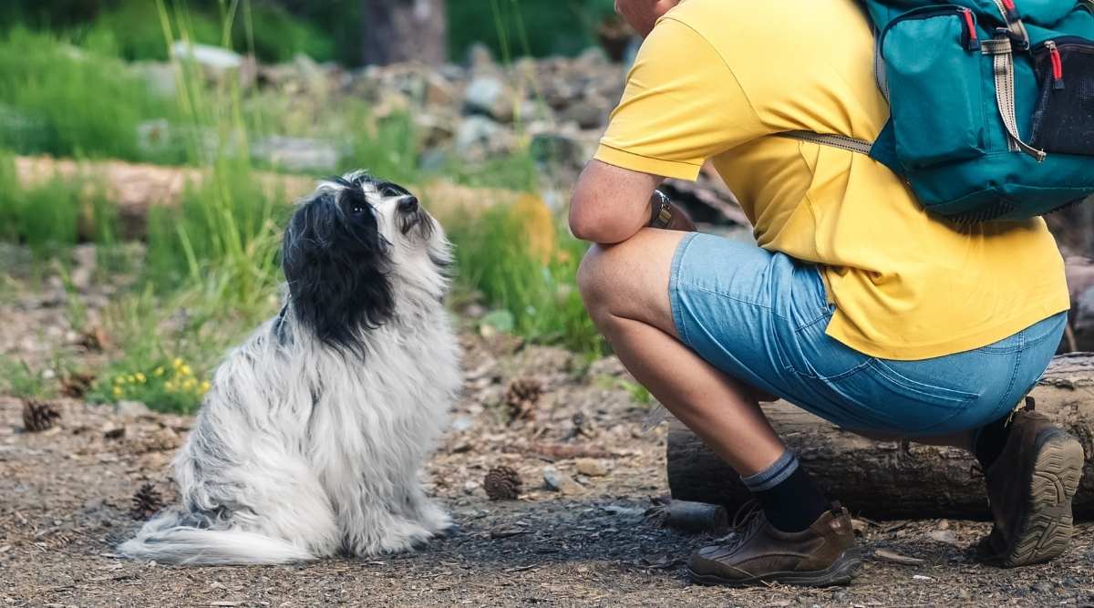 Walking with a dog in a coniferous forest. Side view of man and beautiful Tibetan terrier dog in forest looking into each other eyes