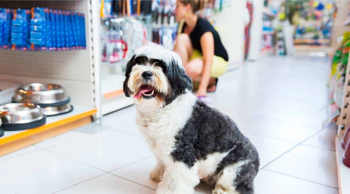 Tibetan Terrier at dog store