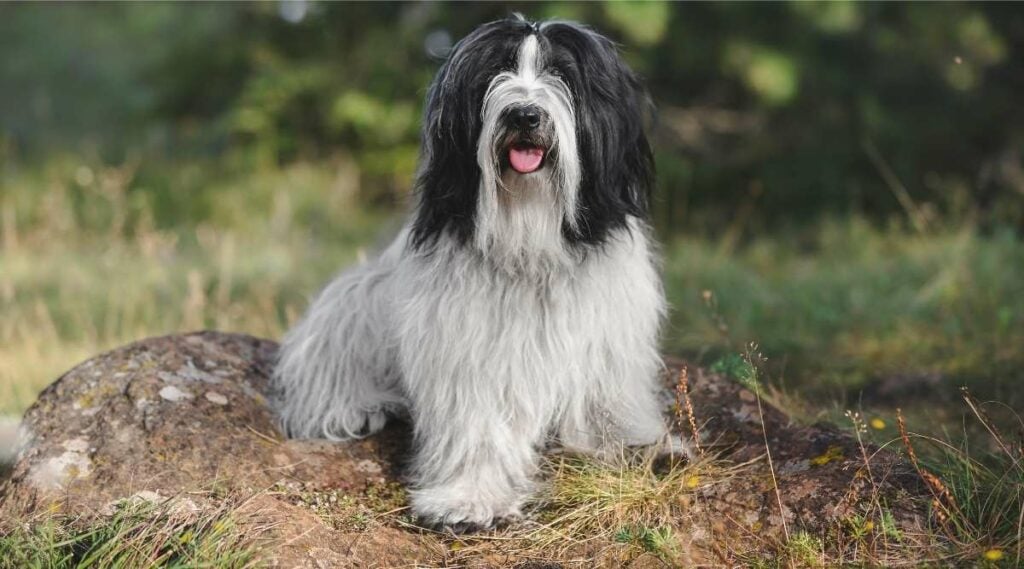 Tibetan Terrier sitting outside