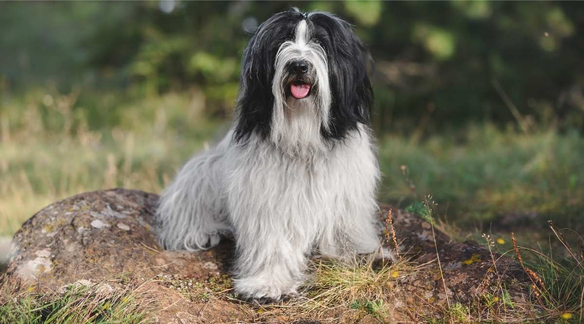 Cute Tibetan terrier dog or Tsang Apso sitting on a rock and looking at camera with pine trees in the background