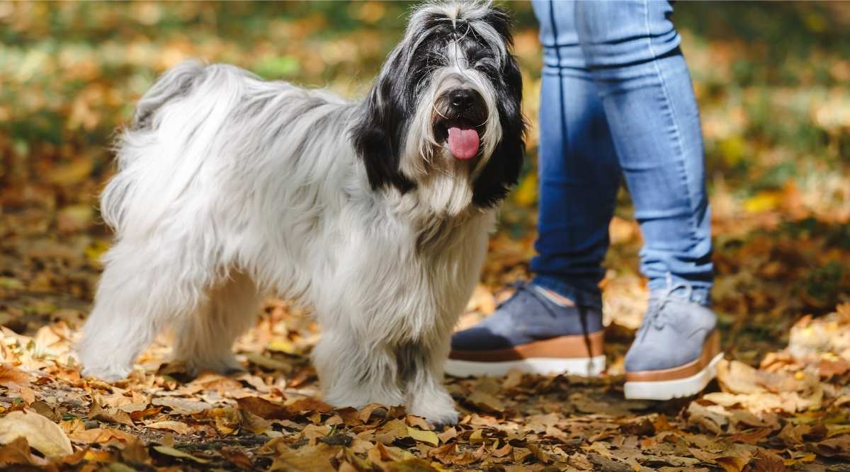 Woman during the walk through the forest with her Tibetan terrier dog