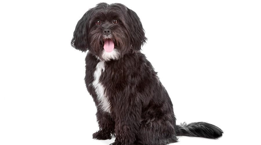 Tibetan Tzu
