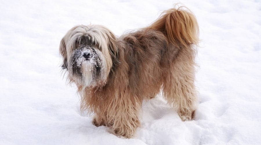 Tibetian Terrier in Snow