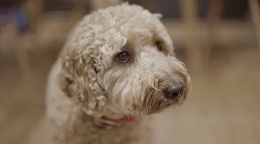 Tiboodle Dog