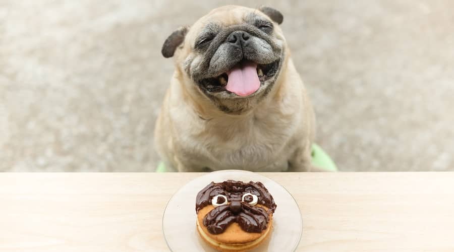 Timeline for Dog Chocolate Help